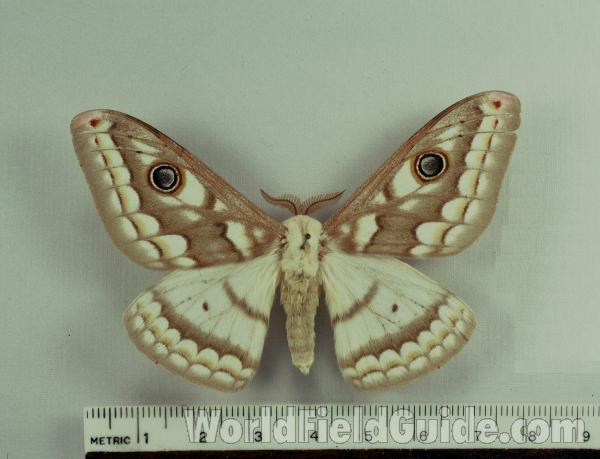 Male - Dorsal - Form Bioculata<br>(Origin of the Specimen: Ex-larvae)