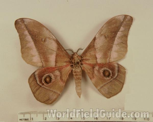 Male - Dorsal<br>(Origin of the Specimen: Dandne, R.C.I. Africa)
