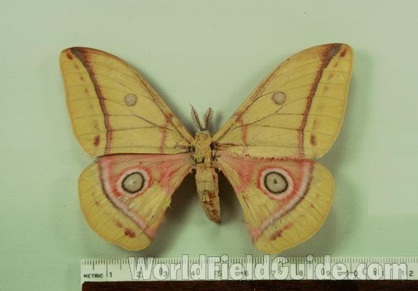 Male - Dorsal<br>(Origin of the Specimen: Tanzania)