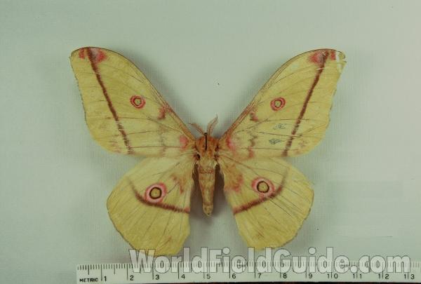 Male - Dorsal