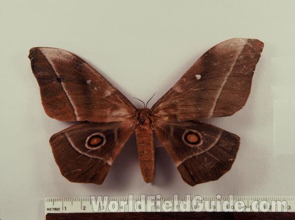 Female - Dorsal<br>(Origin of the Specimen: Ghana)
