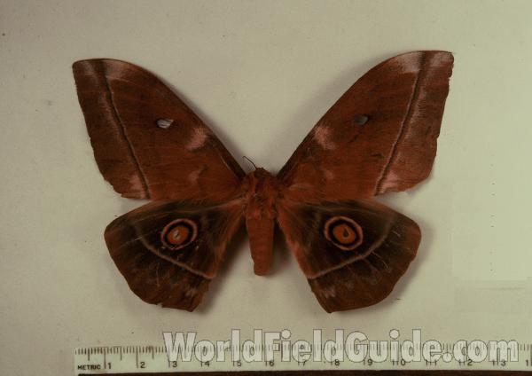 Female - Dorsal<br>(Origin of the Specimen: Tanzania)