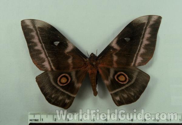 Female - Dorsal<br>(Origin of the Specimen: Bangui)