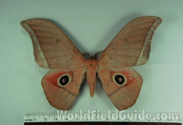 Male - Dorsal<br>(Origin of the Specimen: Ghana, Africa)