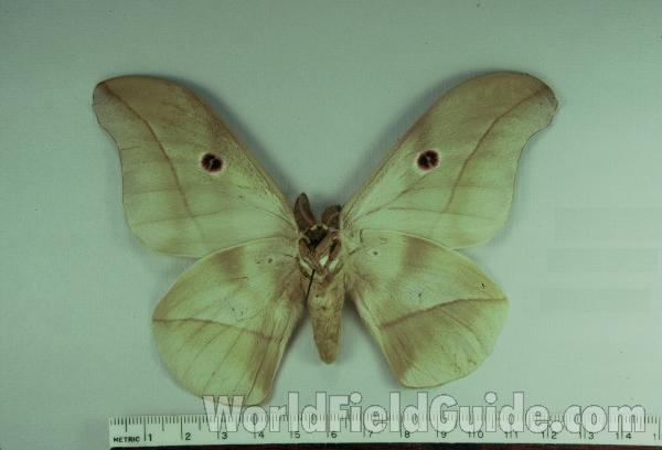 Male - Ventral<br>(Origin of the Specimen: No Capture Data Given)