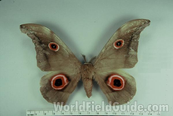 Male - Dorsal<br>(Origin of the Specimen: No Capture Data Given)