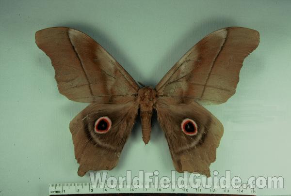Male - Dorsal<br>(Origin of the Specimen: No Capture Data Given)