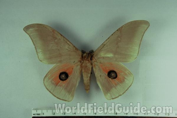 Male - Dorsal<br>(Origin of the Specimen: No Capture Data Given)