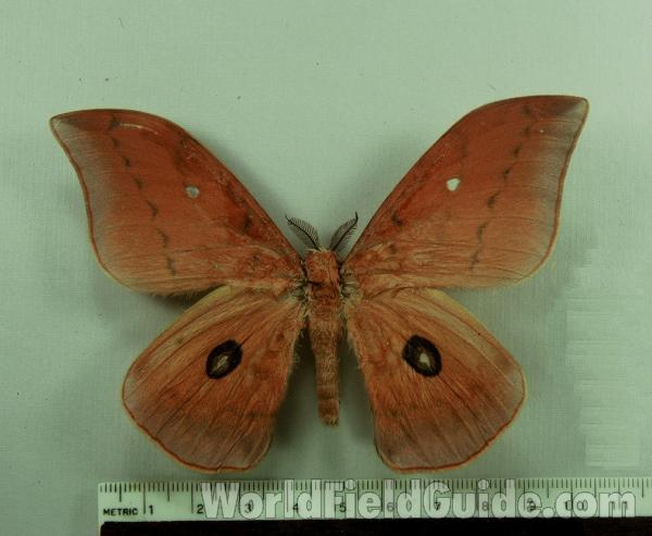 Male - Dorsal View<br>(Origin of the Specimen: Transvaal 1969)