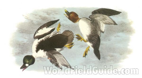 Male on Lower Left<br>(Origin of the Specimen: Painting by Audubon)