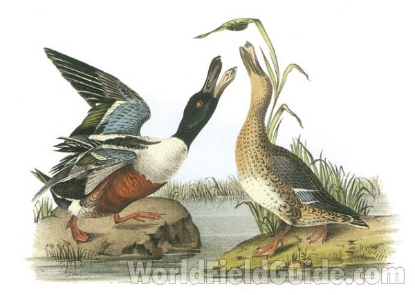 Male on Left, Female on Right<br>(Origin of the Specimen: Painating by Audubon)
