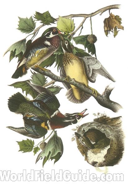 Two Males on Left - Alternate Coloring<br>(Origin of the Specimen: Painting - Audubon)