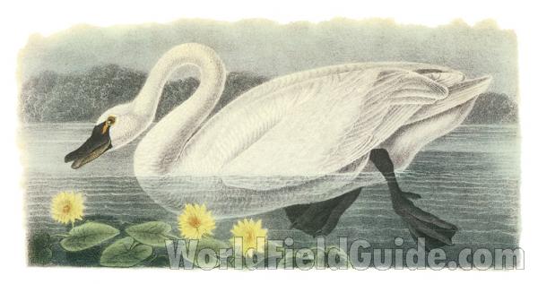 Swimming<br>(Origin of the Specimen: Painting - Audubon)
