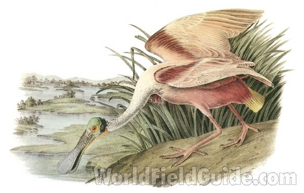 Standing on Shore<br>(Origin of the Specimen: Painting - Audubon)