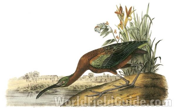 Adult Standing on Shore<br>(Origin of the Specimen: Painting - Audubon)