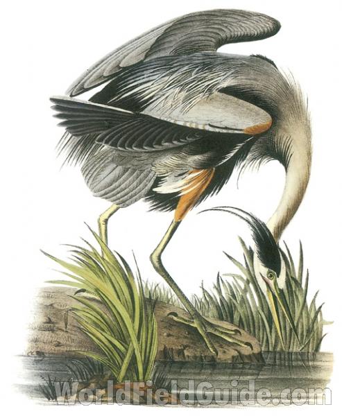 Standing on Shore-Blue Form<br>(Origin of the Specimen: Painting - Audubon)