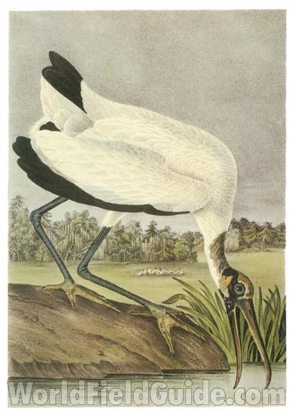 Standing on Shore<br>(Origin of the Specimen: Painting - Audubon)