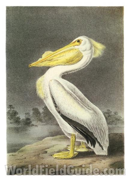 Standing on Shore<br>(Origin of the Specimen: Painting - Audubon)