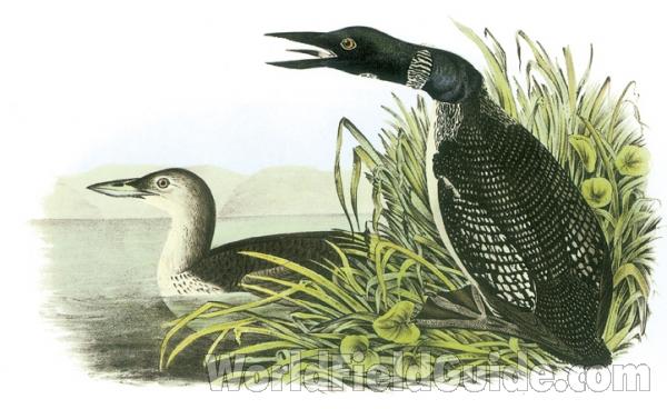 Male on Right<br>(Origin of the Specimen: Painting - Audubon)