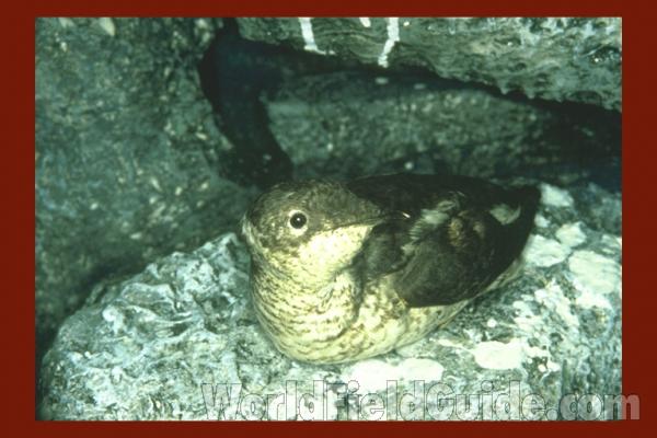 Taxidermy Specimen<br>(Location of Picture: Field Museum of Chicago)