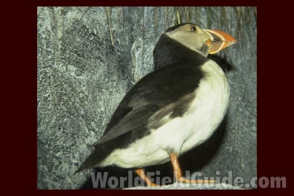 ssp naumanni<br>(Location of Picture: Field Museum of Chicago)