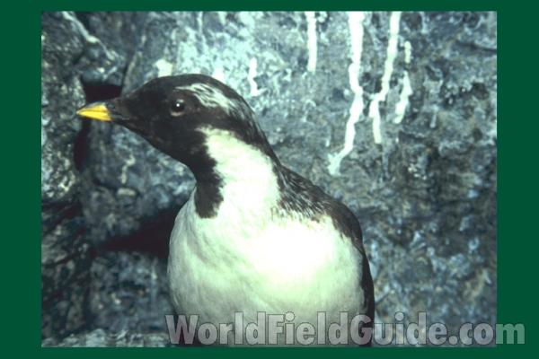 Taxidermy Specimen<br>(Location of Picture: Field Museum of Chicago)