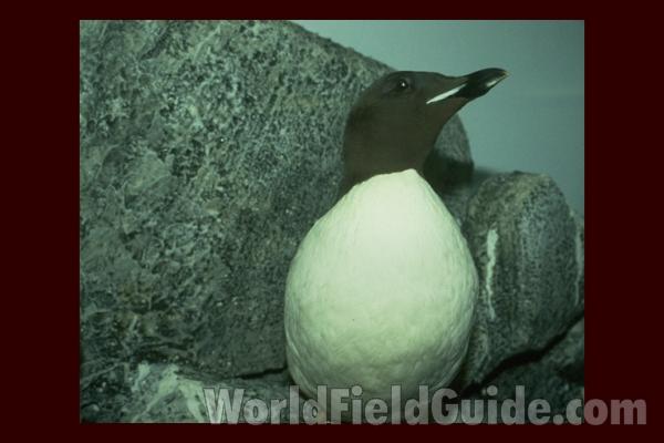 Taxidermy Specimen<br>(Location of Picture: Field Museum of Chicago)
