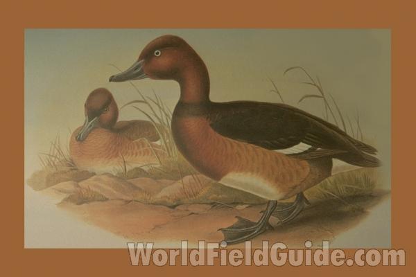 Male in Front,   Female, Left Rear<br>(Origin of the Specimen: Painting)