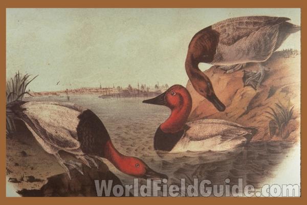 Males on Left and in Center, Female on Top Right<br>(Origin of the Specimen: Audubon Painting - Alternate Colori)