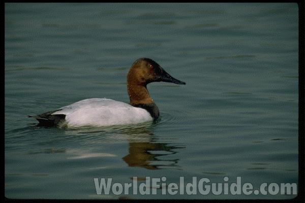 Habitat View - Floating On Water<br>(Location of Picture: Michigan, USA)