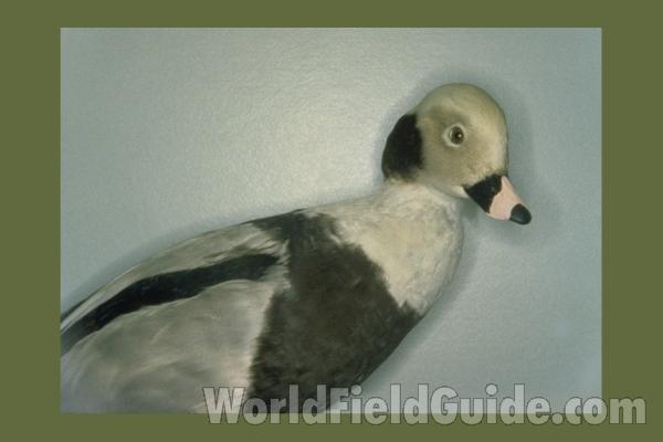Winter Male - Side View<br>(Location of Picture: Field Museum of Chicago)