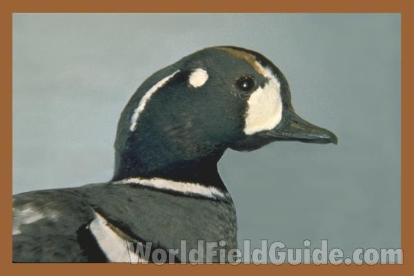 Male - Close View of Head<br>(Location of Picture: FMNH, Chicago, Illinois, USA)