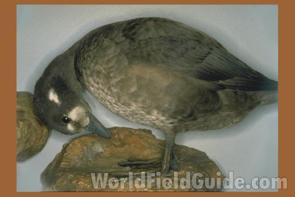 Female - Standing - Side View<br>(Location of Picture: FMNH, Chicago, Illinois, USA)