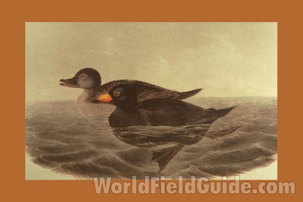 Male in Front, Female in Rear<br>(Origin of the Specimen: Painting Audubon - Alternate Color)