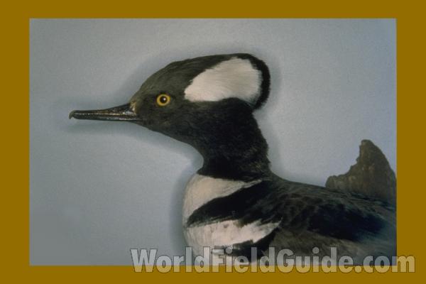 Male - Side View of Head<br>(Location of Picture: FMNH, Chicago, Il, USA)