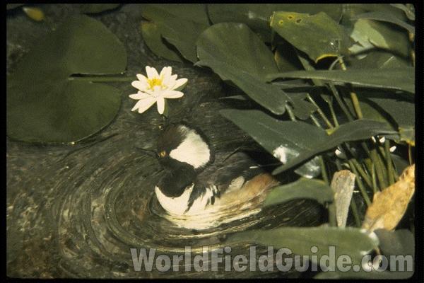 Male in Simulated Habitat<br>(Location of Picture: FMNH, Chicago, Il, USA)