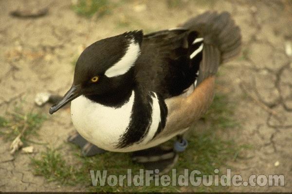 Zoo Image of Male<br>(Location of Picture: Natural Zoo, England)