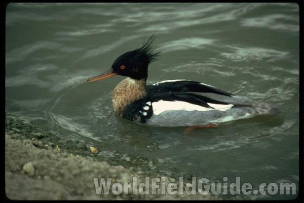 Zoo Image - Male on Water<br>(Location of Picture: Natural Zoo in England)