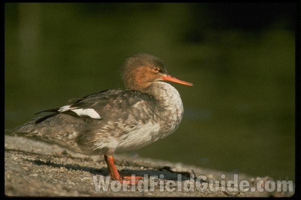 Habitat Image - Female on Shore<br>(Location of Picture: Everglades, Florida, USA)