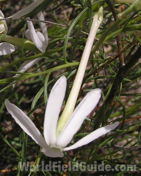 Flower Side View<br>(Location of Picture: Big Bend, Texas, USA)