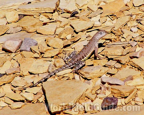 Habitat<br>(Location of Picture: Big Bend, Texas, USA)