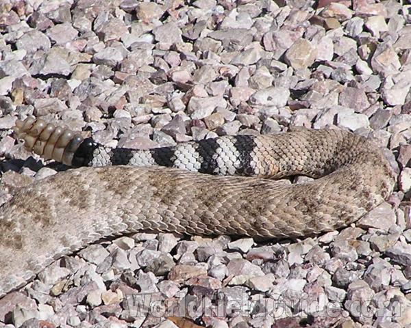 Tail<br>(Location of Picture: Big Bend, Texas, USA)