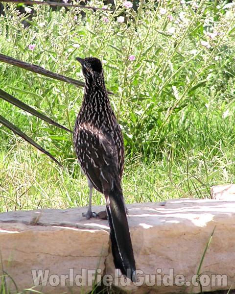 Habitat<br>(Location of Picture: Big Bend, Texas, USA)