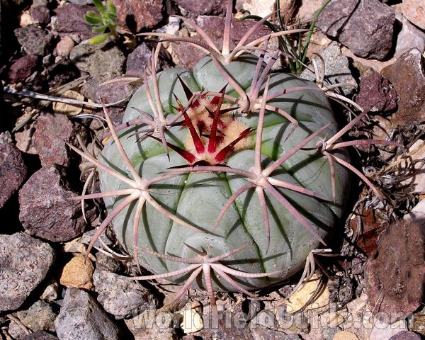Young Specimen<br>(Location of Picture: Big Bend, Texas, USA)