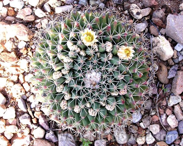 Habitat<br>(Location of Picture: Big Bend, Texas, USA)