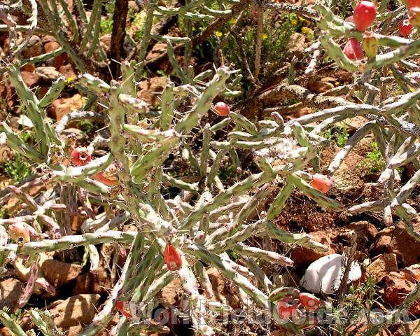 Habitat<br>(Location of Picture: Big Bend, Texas, USA)