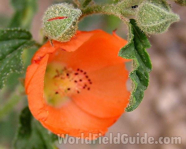 Flower<br>(Location of Picture: Big Bend, Texas, USA)
