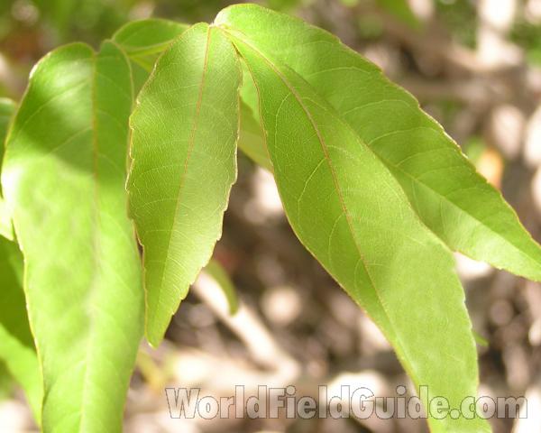 Leaves<br>(Location of Picture: Big Bend, Texas, USA)