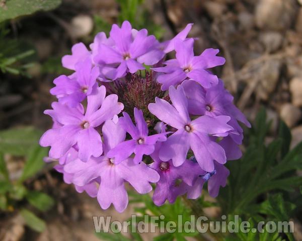 Flower Head<br>(Location of Picture: Big Bend, Texas, USA)