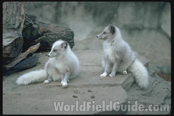 Mounted Specimen in  Bioscape<br>(Location of Picture: Cabella, Texas, 2007)<br>(Location of Picture: Brookfield Zoo, Il, USA)